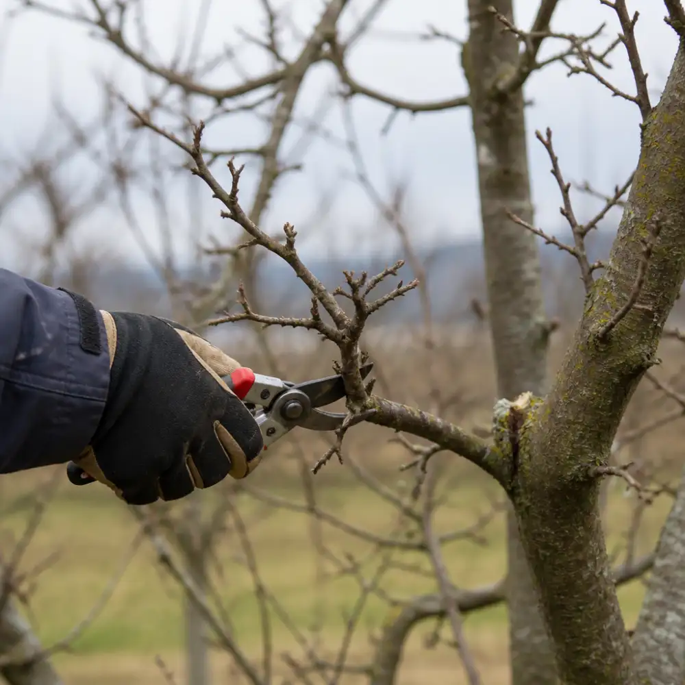 prořezávání jabloní